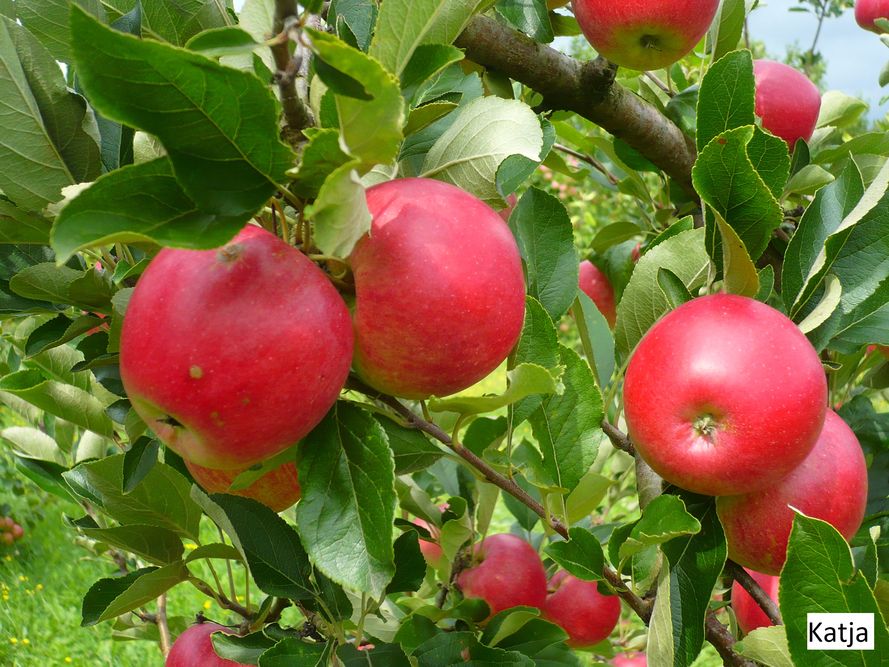 Jabłonie letnie, jesienne czy zimowe - które posadzić