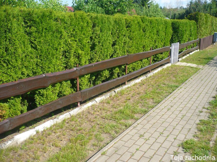 Co posadzić przy płocie