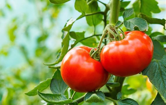 Przejdź do artykułu - W jaki sposób uprawiać i pielęgnować pomidory