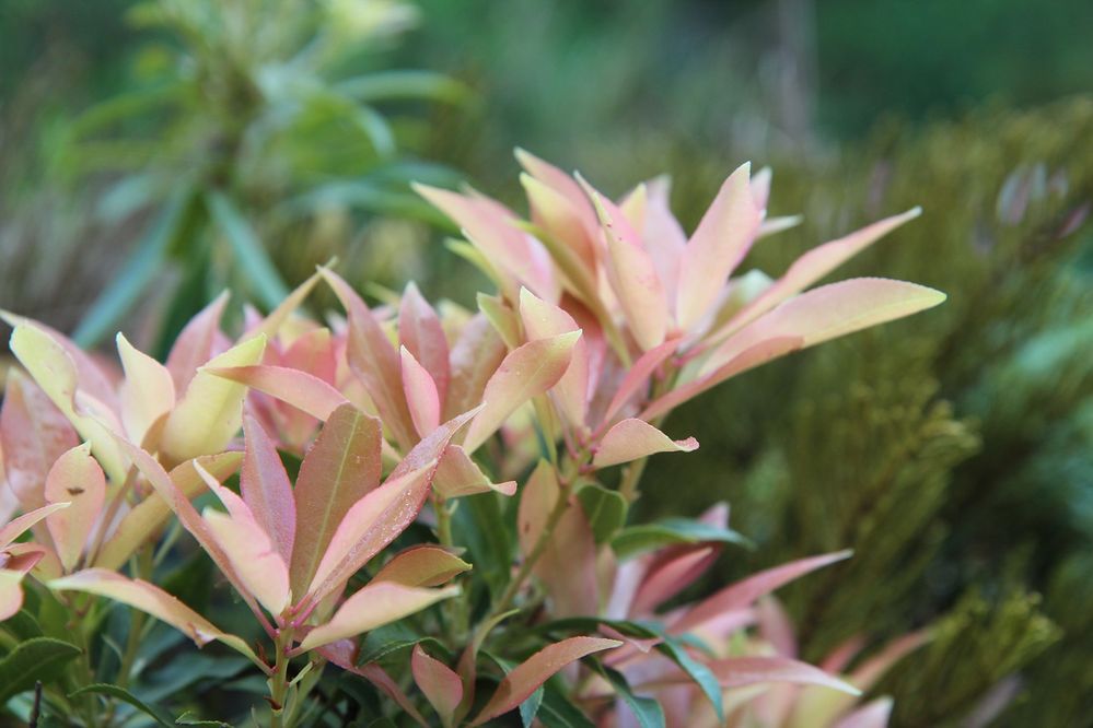 pieris