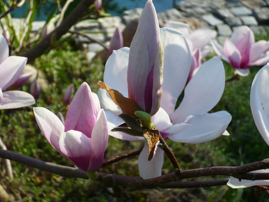 Choroby i szkodniki magnolii – objawy i zwalczanie