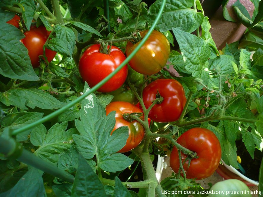 Choroby i szkodniki pomidorów - objawy i zwalczanie
