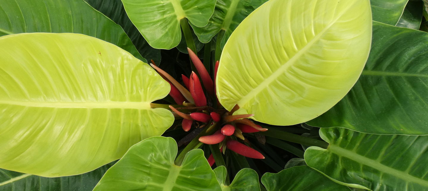 Filodendron - ABC uprawy