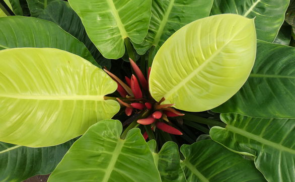 thumb Filodendron - ABC uprawy