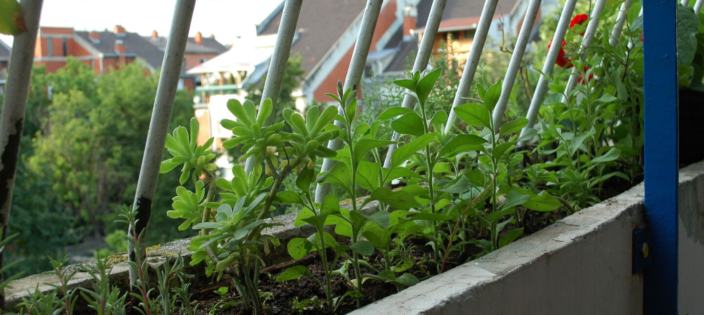 Zioła na północnym balkonie – co realnie rośnie i jak to prowadzić