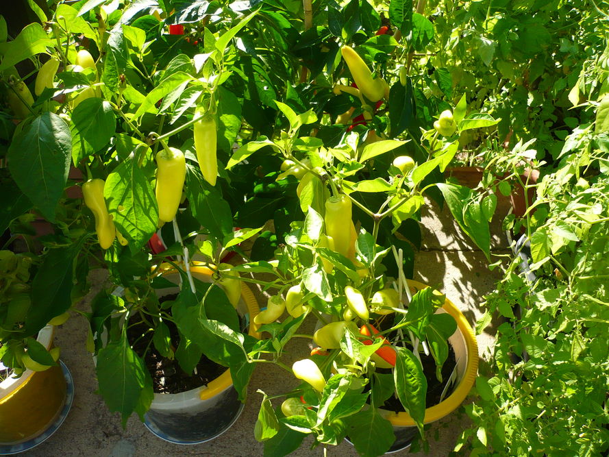 Warzywa na balkonie - co uprawiać