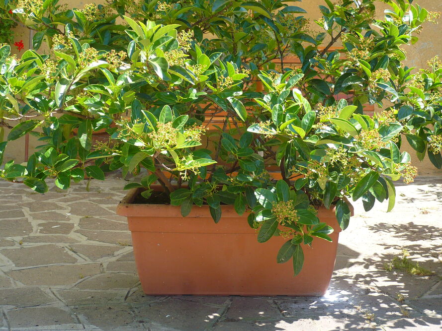 Całoroczne drzewka na balkon