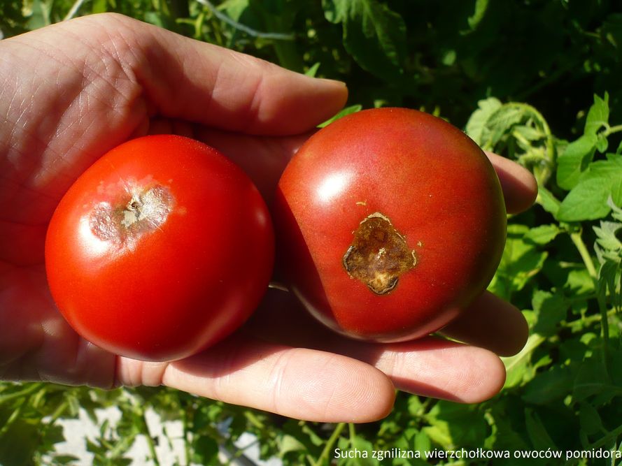 Choroby i szkodniki pomidorów - objawy i zwalczanie