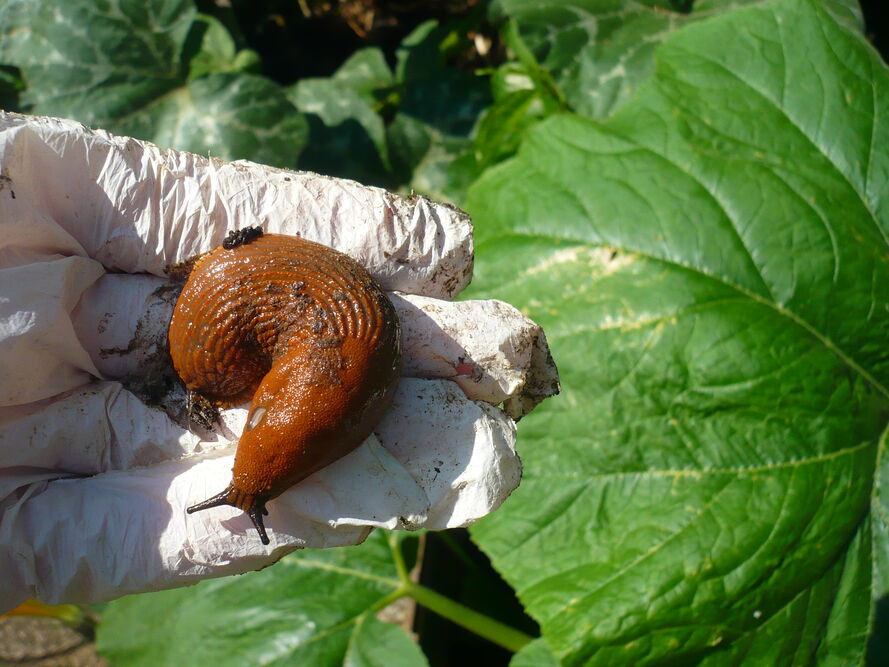 Jak działają niebieskie granulki na ślimaki?