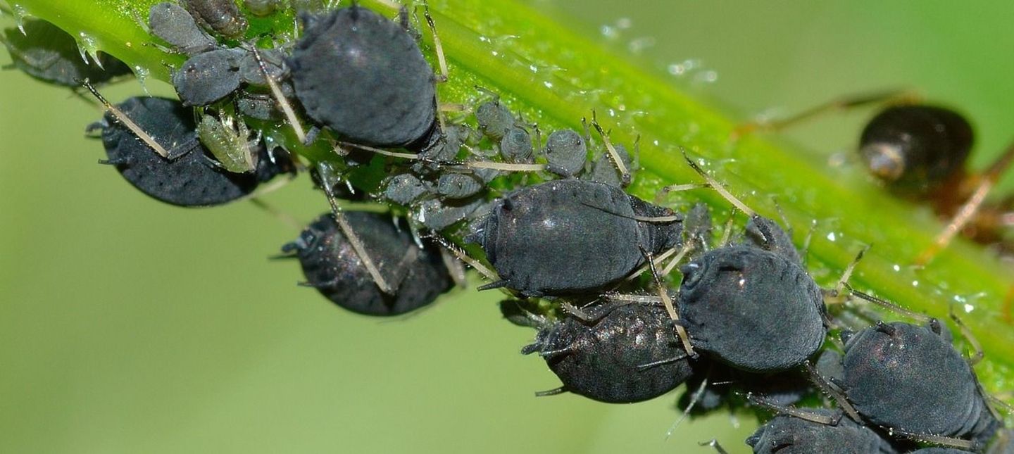 Naturalni wrogowie mszyc i przędziorków