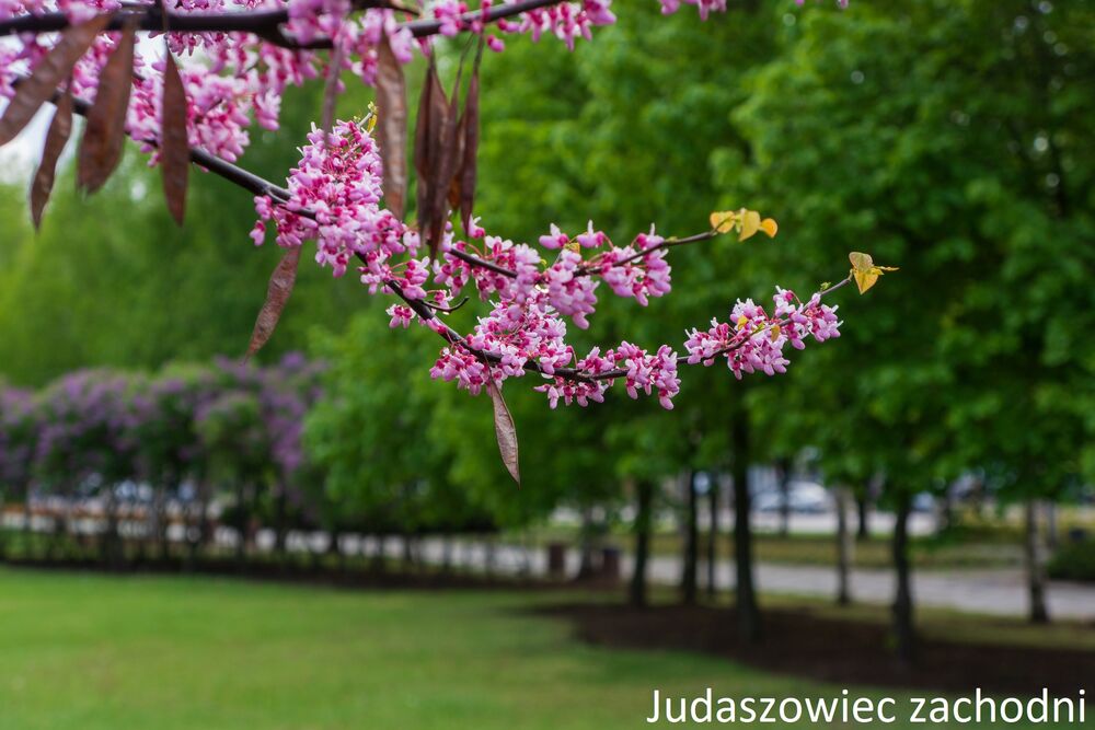 Najpopularniejsze odmiany judaszowców