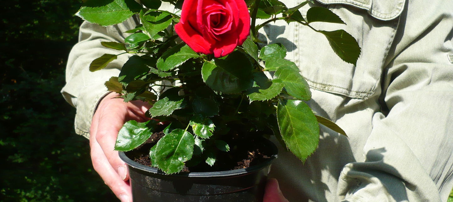 Sadzenie róż - poradnik praktyczny