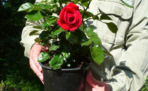 thumb Sadzenie róż - poradnik praktyczny