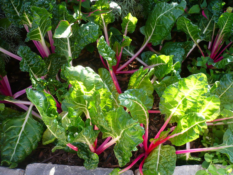 Warzywa łatwe w uprawie - 5 najlepszych dla początkujących