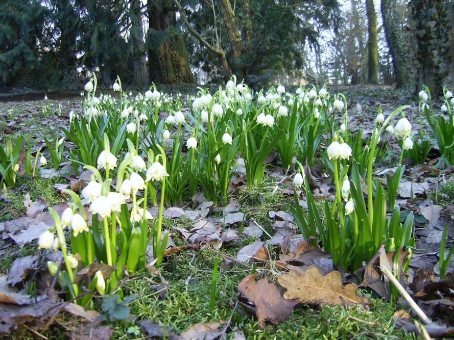 śnieżyca