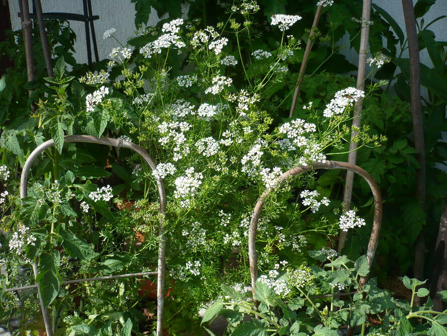 Kolendra – uprawa, pielęgnacja, właściwości