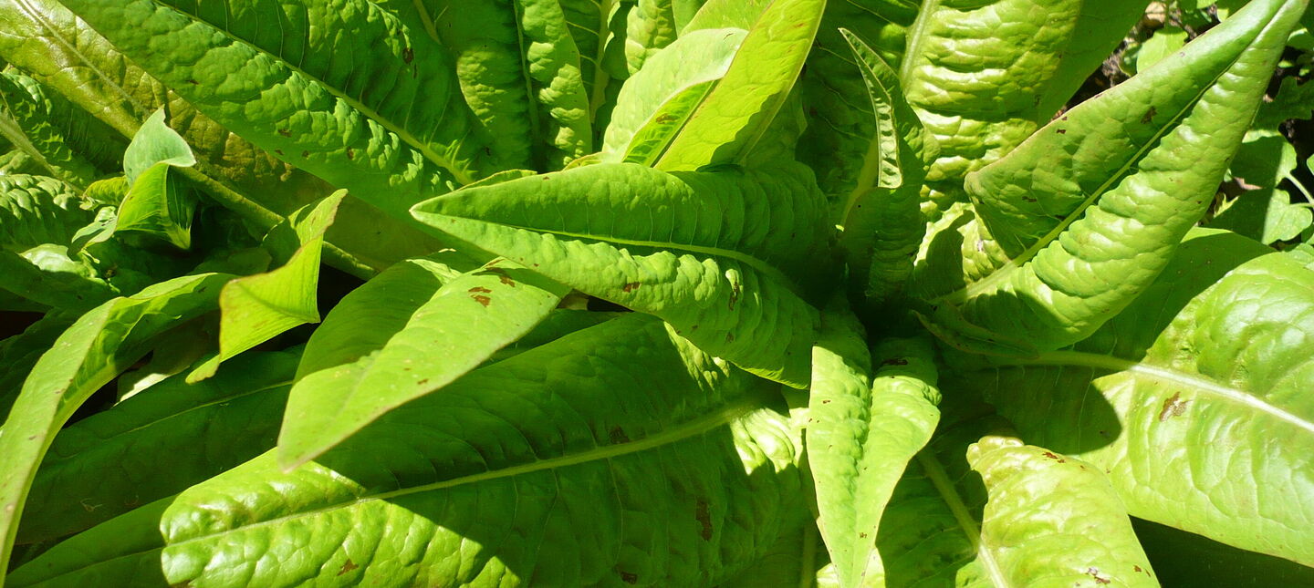 Sałata łodygowa – uprawa i pielęgnacja