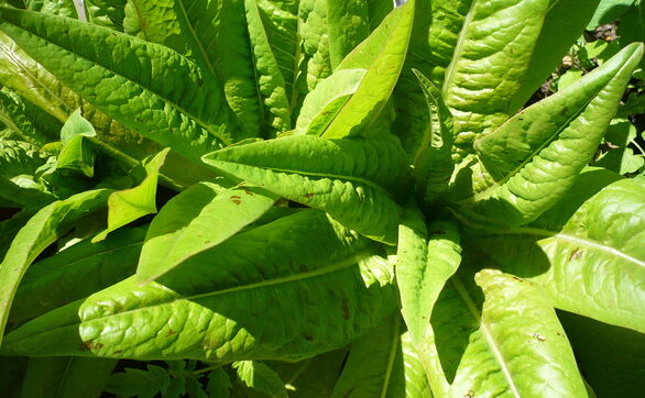 thumb Sałata łodygowa – uprawa i pielęgnacja