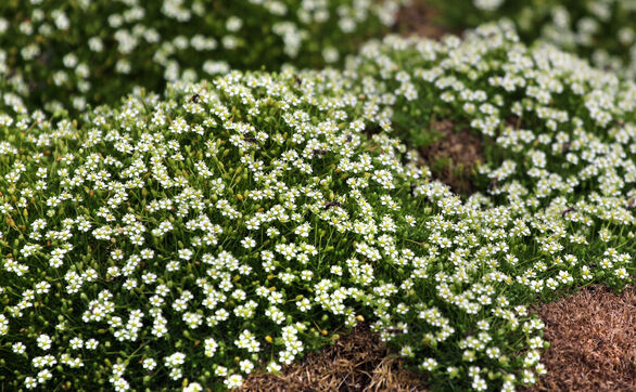 Przejdź do artykułu - Karmnik ościsty – jak uprawiać i pielęgnować