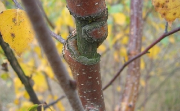 Przejdź do artykułu - drążące pędy