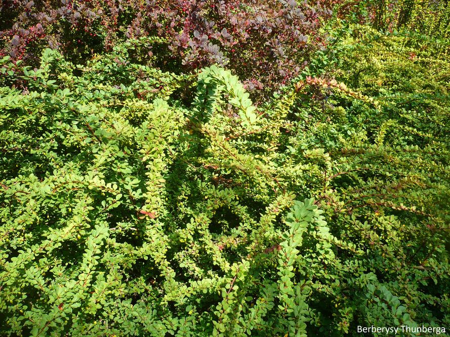 Rdza źdźbłowa – 6 sposobów zwalczania w ogrodzie