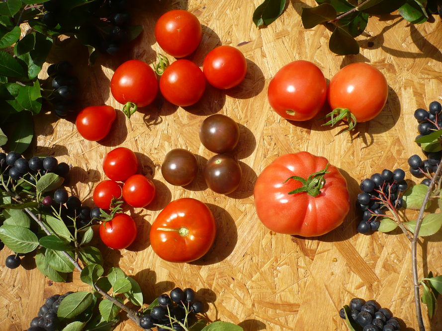 Zaraza ziemniaka na pomidorze – 6 sposobów zwalczania