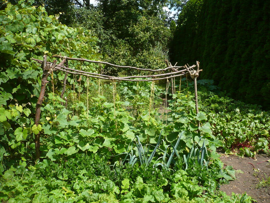 Uprawa ogórków na sznurkach