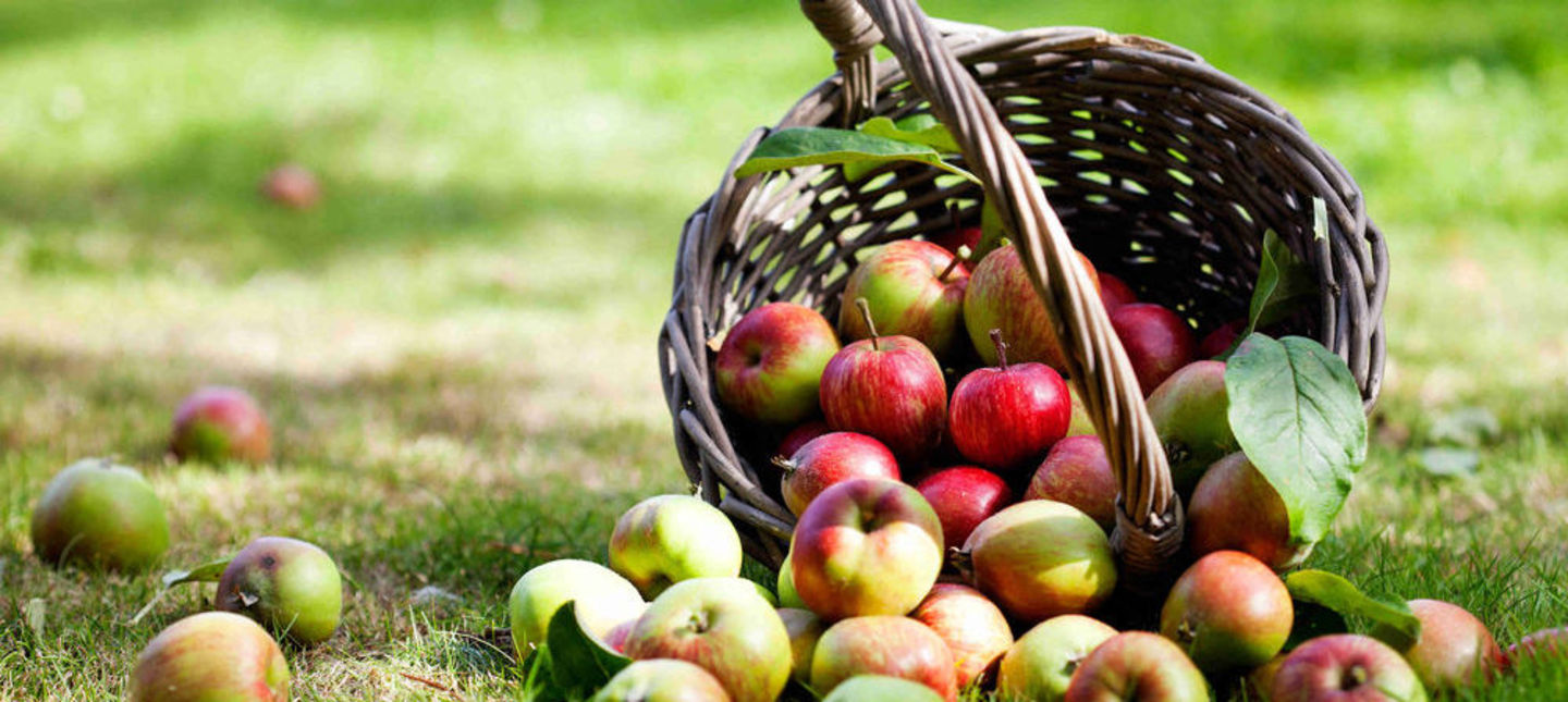 Jakie zabiegi ochrony należy wykonać w uprawie jabłoni?