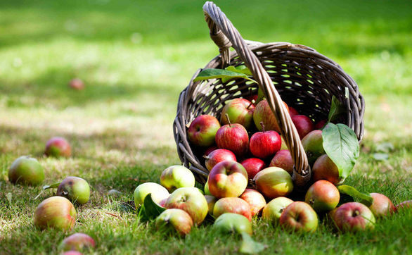 Przejdź do artykułu - Jakie zabiegi ochrony należy wykonać w uprawie jabłoni