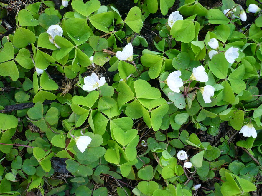 Zioła na północnym balkonie – co realnie rośnie i jak to prowadzić