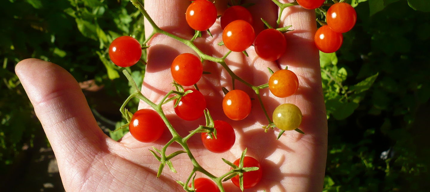 Pomidory doniczkowe - jak nawozić