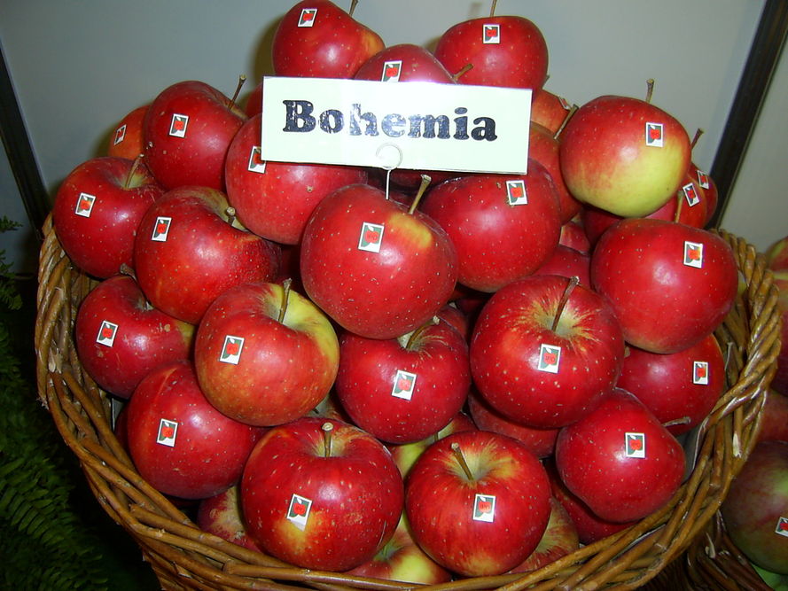 Jablko Bohemia