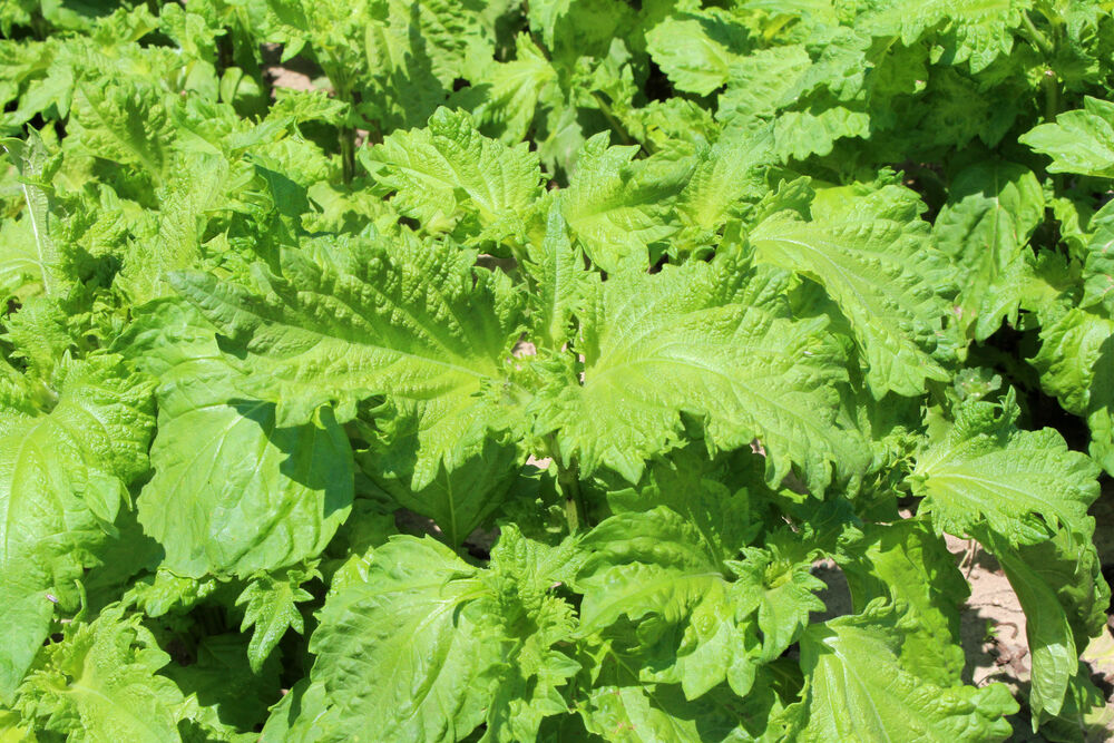 Zioła azjatyckie w domu i ogrodzie – shiso, trawa cytrynowa, kaffir lime – wymagania i zimowanie