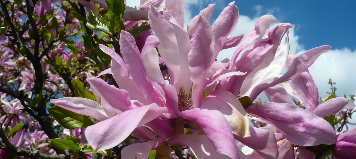 Gdy magnolia słabo kwitnie - jak nawozić