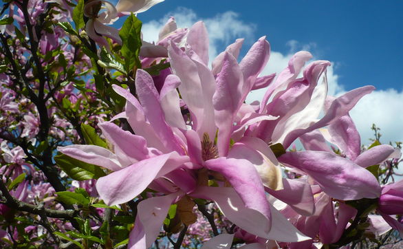 thumb Gdy magnolia słabo kwitnie - jak nawozić