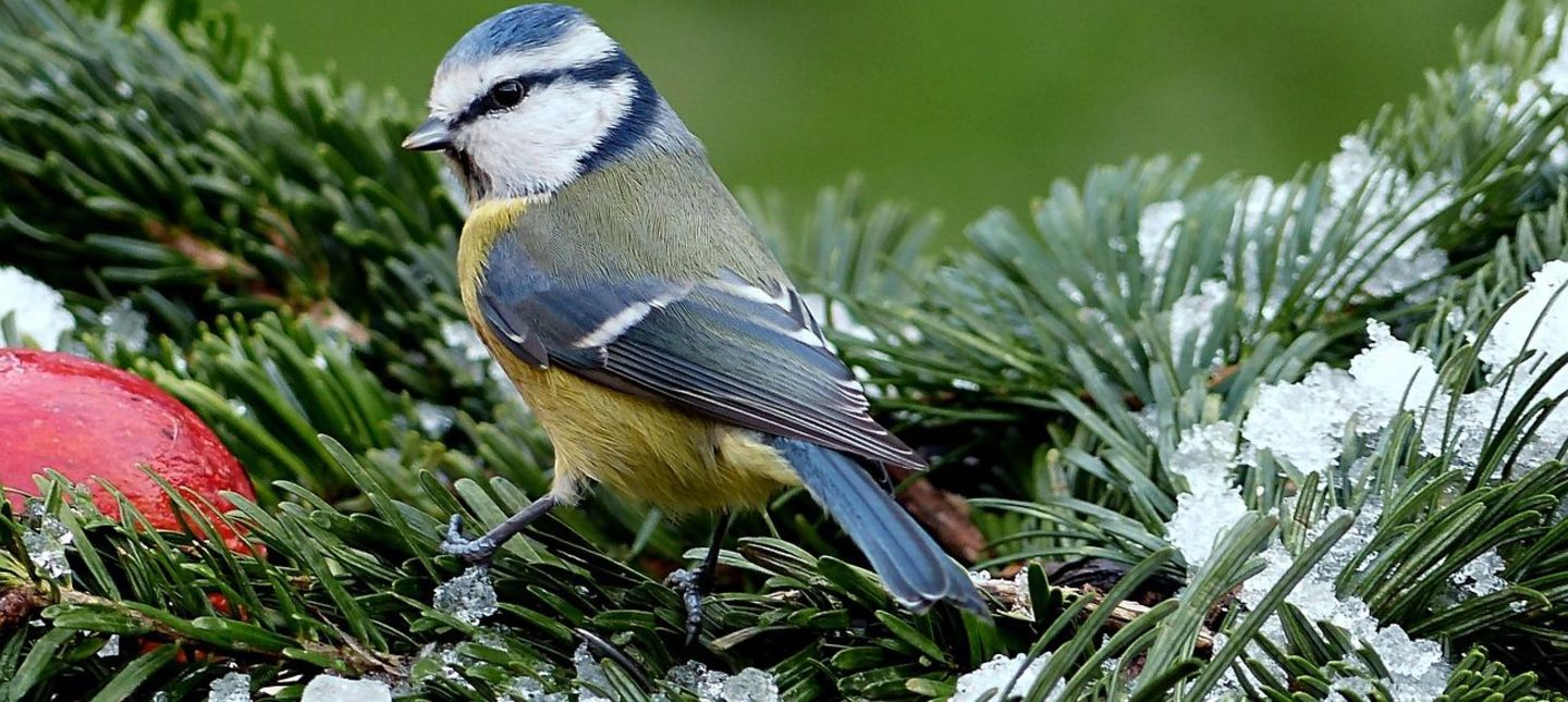 Jak przyciągnąć ptaki do ogrodu?