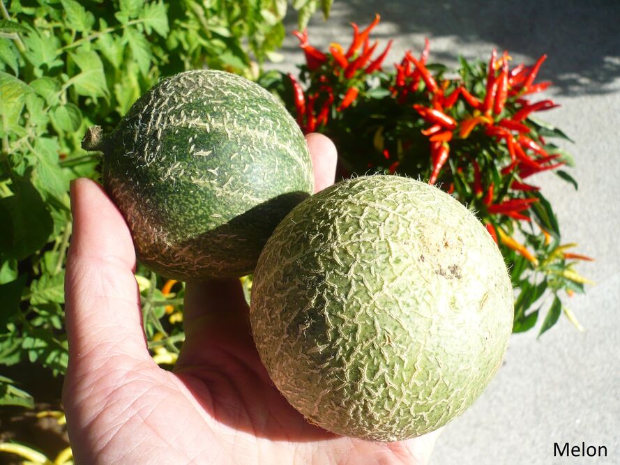 Arbuz i melon w polskich warunkach - najczęściej popełniane błędy w uprawie