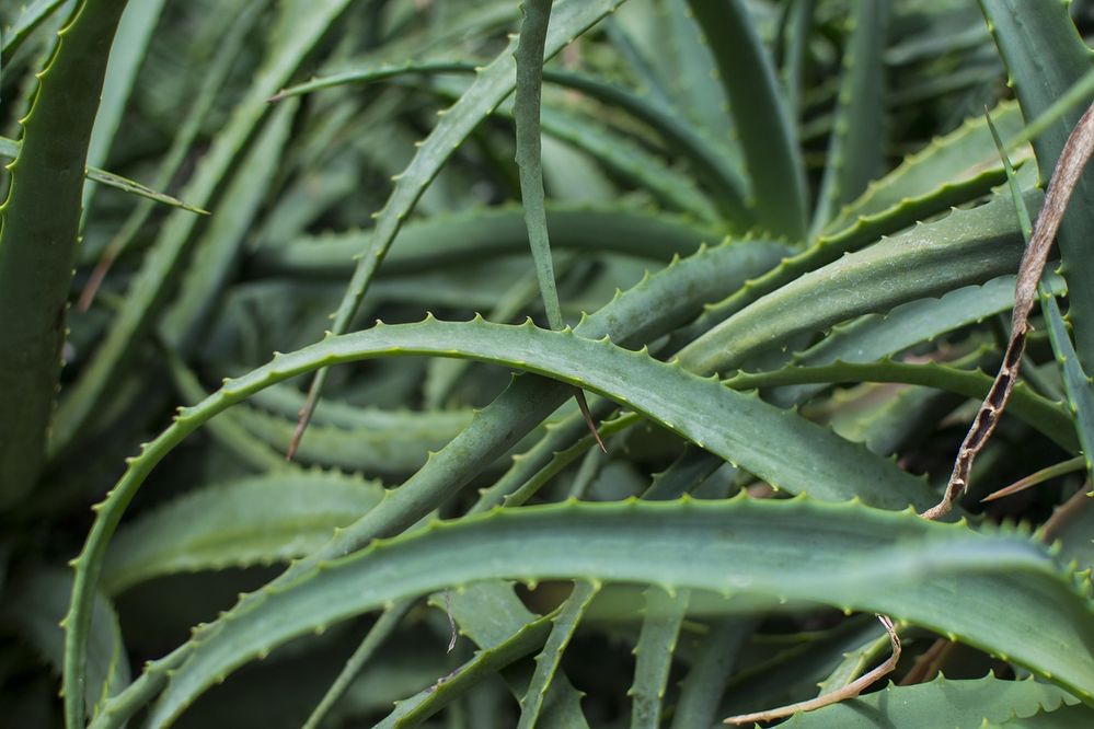 aloes