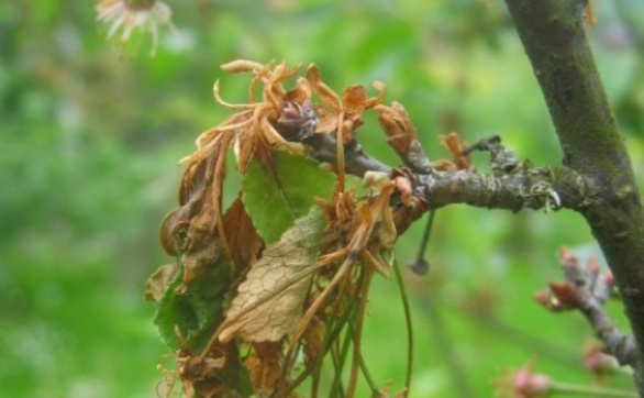 Przejdź do artykułu - brunatna zgnilizna drzew pestkowych