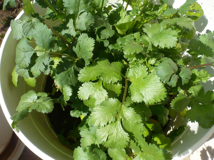 Kolendra – uprawa, pielęgnacja, właściwości