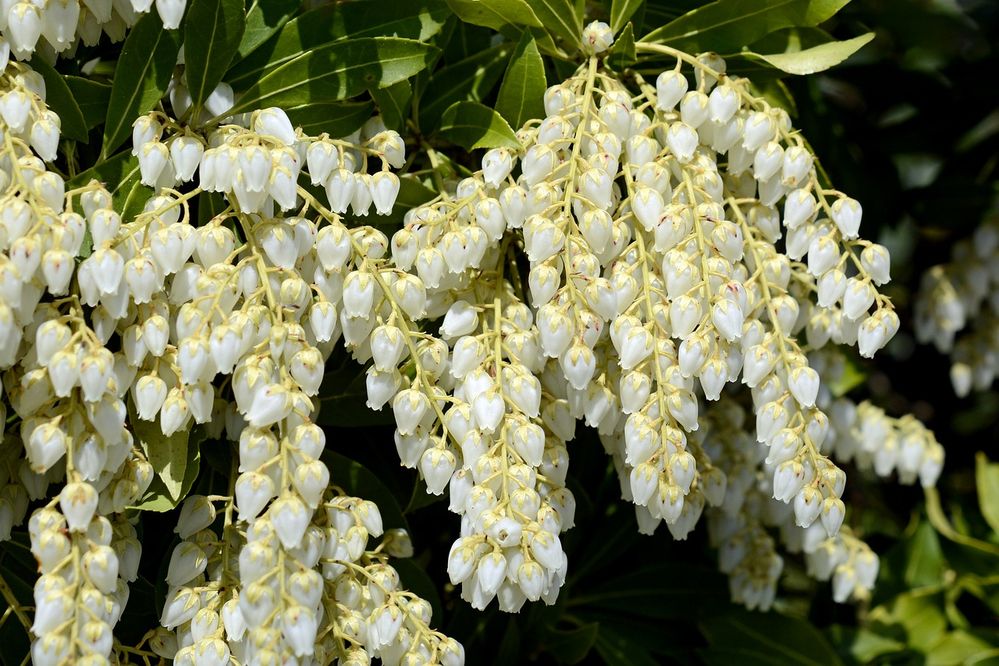 pieris