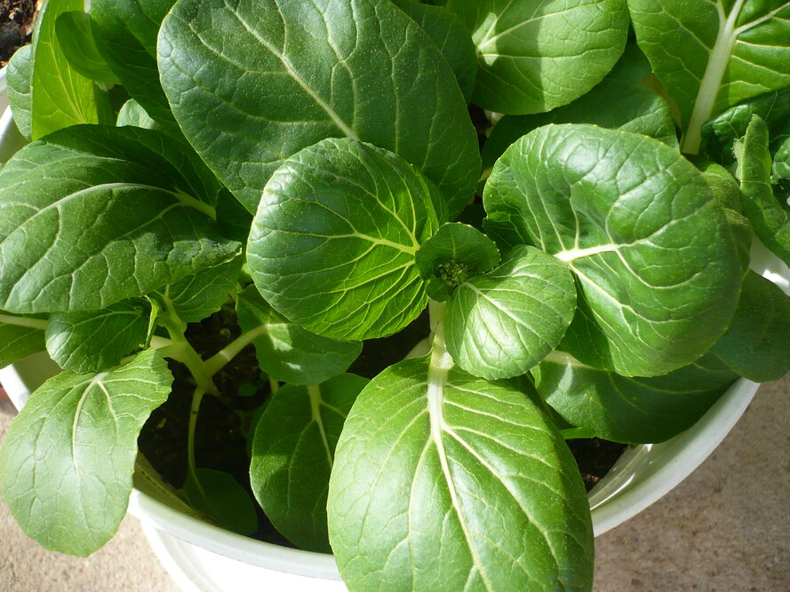 Pak choi - jak uprawiać kapustę chińską w polskim klimacie