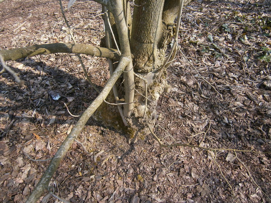 Choroby i szkodniki magnolii – objawy i zwalczanie