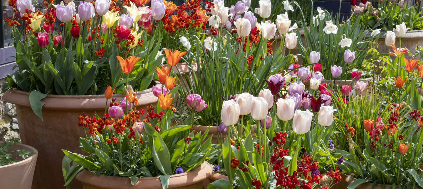 Warstwowe sadzenie cebul kwiatowych w donicy (metoda lasagne) - gotowe układy na cały sezon