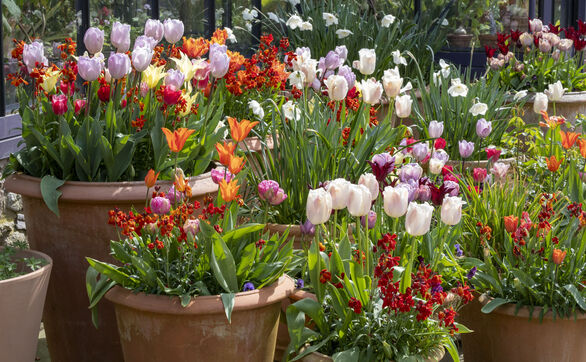 thumb Warstwowe sadzenie cebul kwiatowych w donicy (metoda lasagne) - gotowe układy na cały sezon