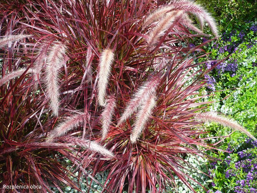 Rozplenice – uprawa, pielęgnacja, gatunki