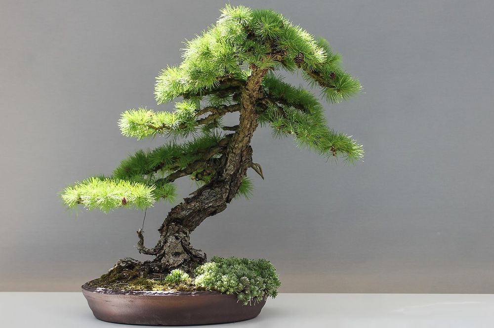 bonsai 7