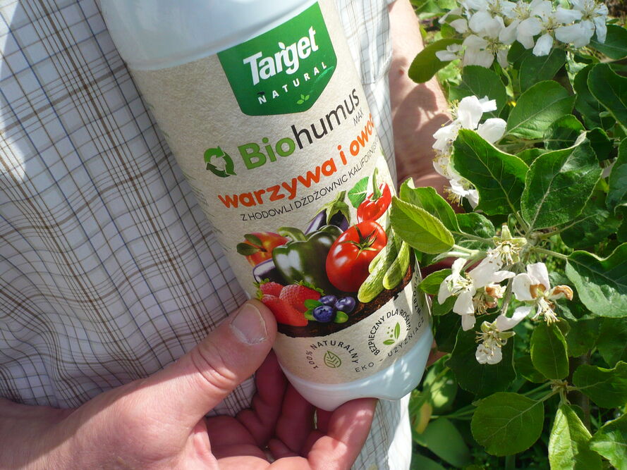 Sałata łodygowa – uprawa i pielęgnacja