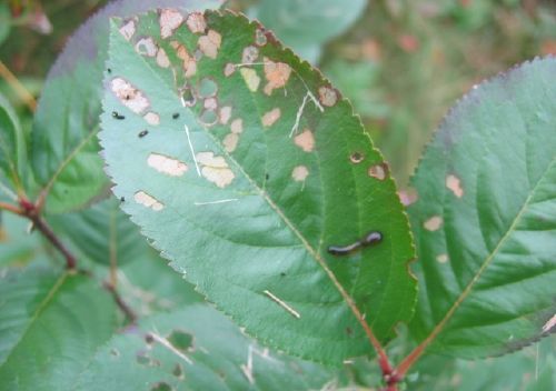 aronia sluzownica