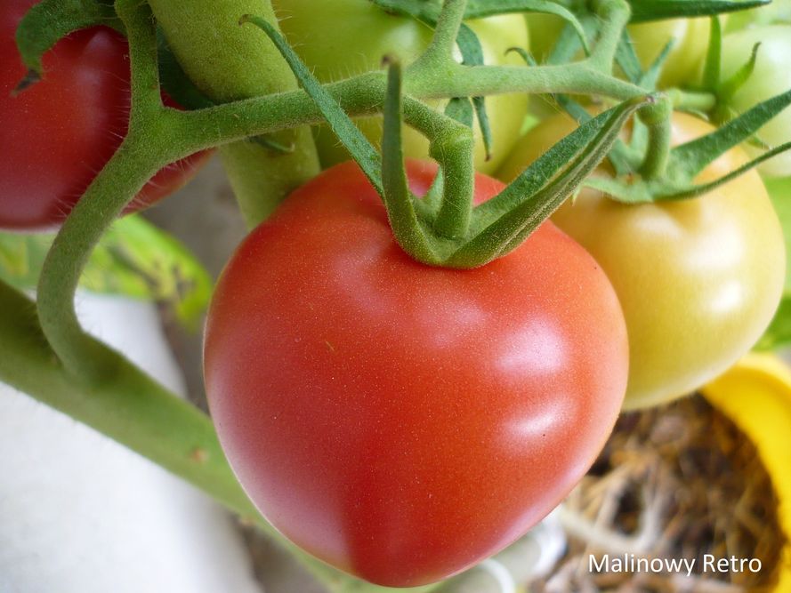 Pomidory malinowe - jak nawozić